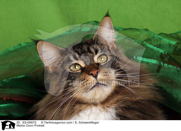 Maine Coon Portrait / Maine Coon Portrait / SS-06670