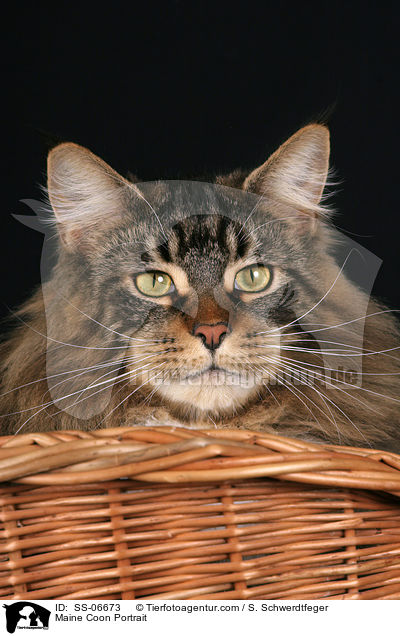 Maine Coon Portrait / Maine Coon Portrait / SS-06673