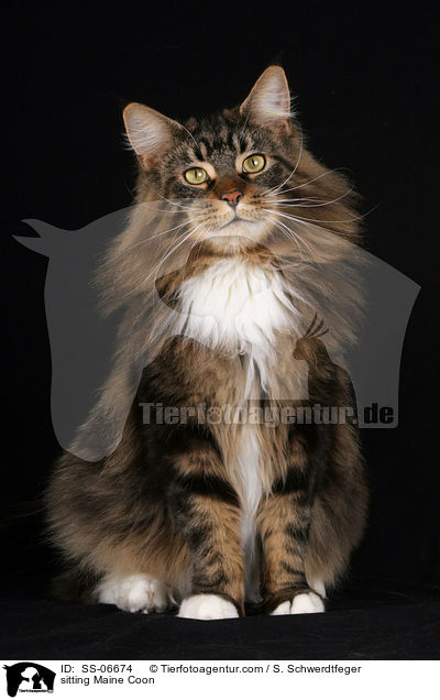 sitzende Maine Coon / sitting Maine Coon / SS-06674