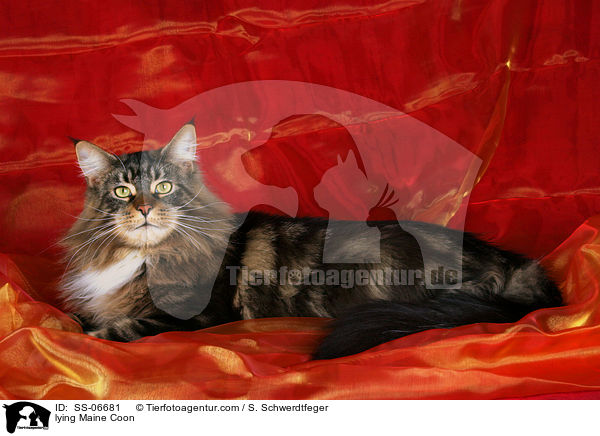 liegende Maine Coon / lying Maine Coon / SS-06681