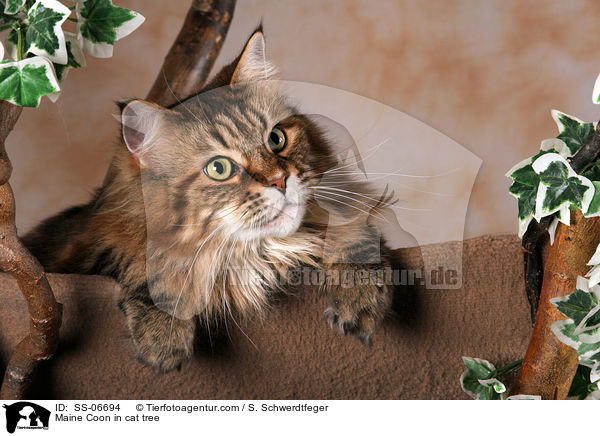 Maine Coon im Kratzbaum / Maine Coon in cat tree / SS-06694