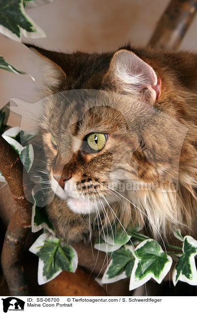 Maine Coon Portrait / Maine Coon Portrait / SS-06700