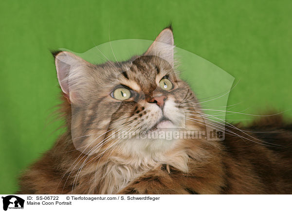 Maine Coon Portrait / Maine Coon Portrait / SS-06722