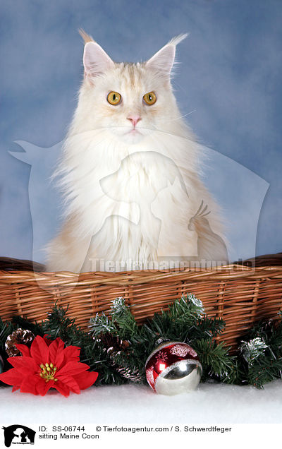 sitzende Maine Coon / sitting Maine Coon / SS-06744