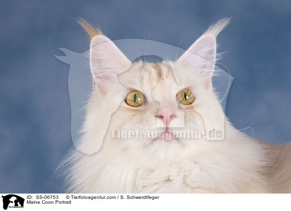 Maine Coon Portrait / Maine Coon Portrait / SS-06753