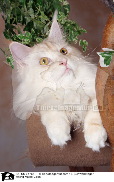 liegende Maine Coon / Mlying Maine Coon / SS-06761