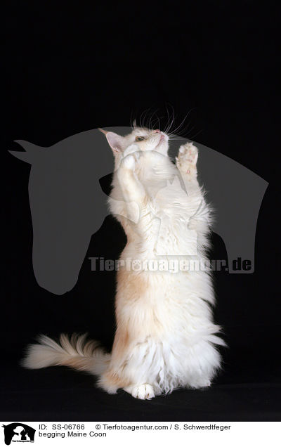 Maine Coon macht Mnnchen / begging Maine Coon / SS-06766