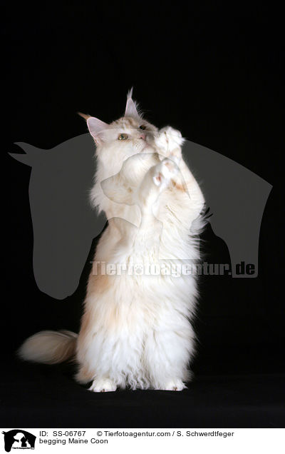Maine Coon macht Mnnchen / begging Maine Coon / SS-06767