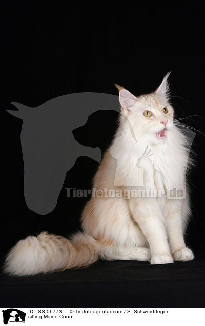 sitzende Maine Coon / sitting Maine Coon / SS-06773