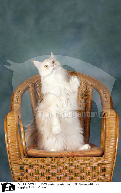 Maine Coon macht Mnnchen / begging Maine Coon / SS-06781