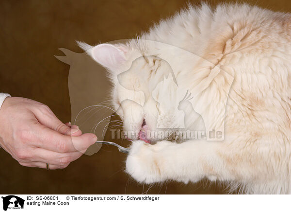 fressende Maine Coon / eating Maine Coon / SS-06801