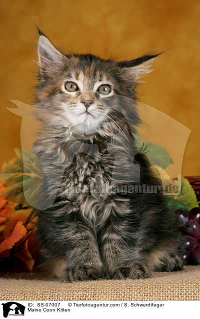 Maine Coon Kitten / SS-07007