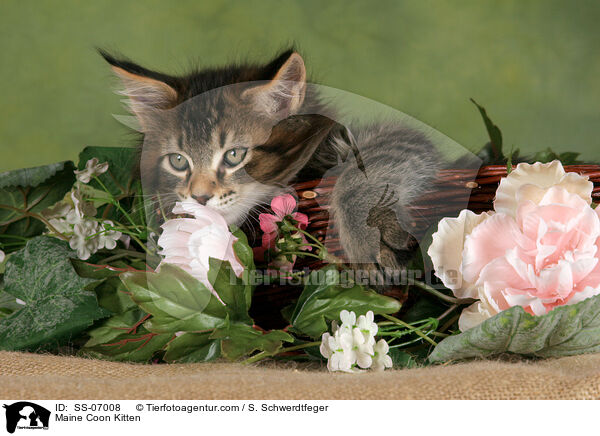 Maine Coon Ktzchen / Maine Coon Kitten / SS-07008