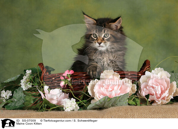 Maine Coon Kitten / SS-07009