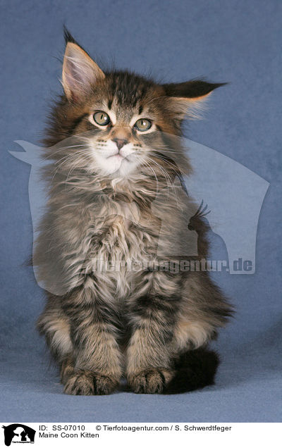 Maine Coon Kitten / SS-07010