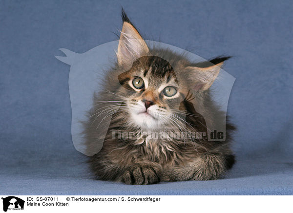 Maine Coon Ktzchen / Maine Coon Kitten / SS-07011