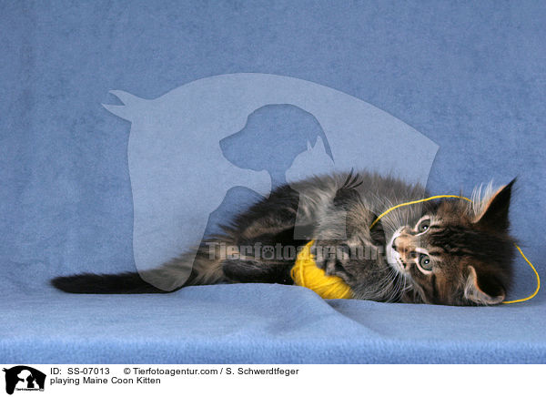 spielendes Maine Coon Ktzchen / playing Maine Coon Kitten / SS-07013