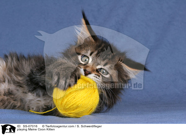 spielendes Maine Coon Ktzchen / playing Maine Coon Kitten / SS-07016
