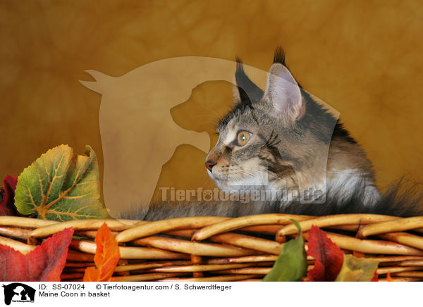 Maine Coon in Krbchen / Maine Coon in basket / SS-07024