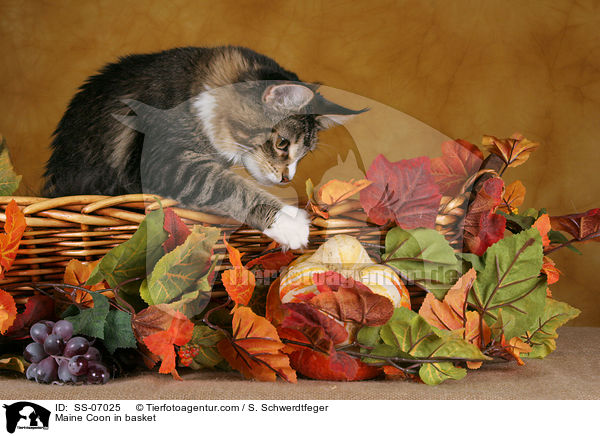 Maine Coon in Krbchen / Maine Coon in basket / SS-07025
