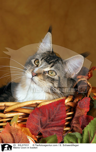 Maine Coon in Krbchen / Maine Coon in basket / SS-07031