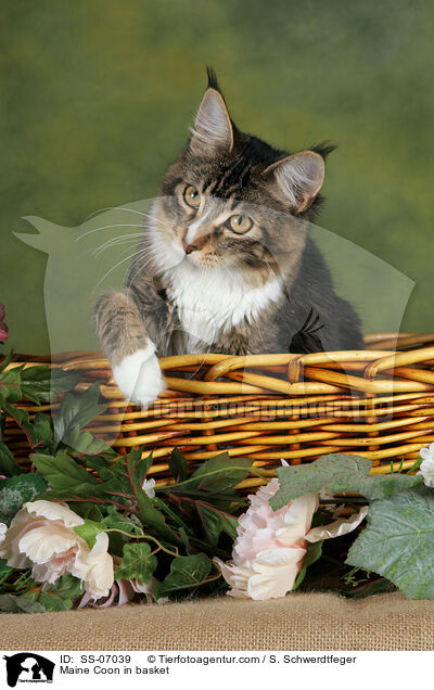 Maine Coon in basket / SS-07039