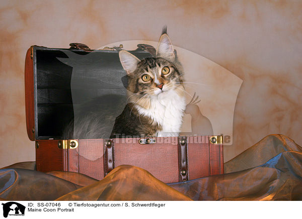 Maine Coon Portrait / Maine Coon Portrait / SS-07046