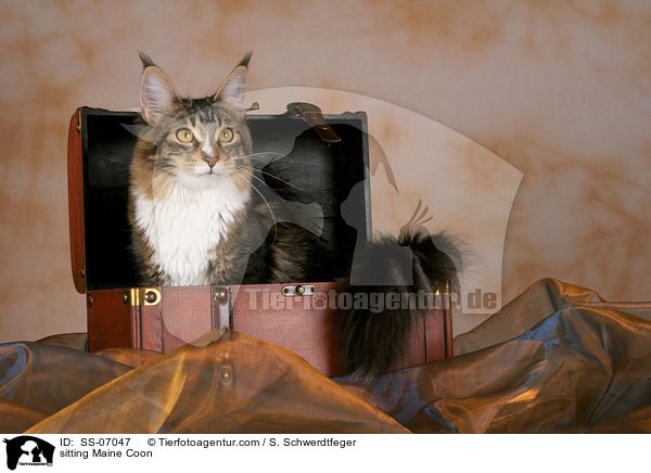 sitzende Maine Coon / sitting Maine Coon / SS-07047