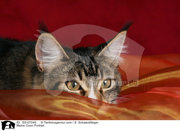 Maine Coon Portrait / Maine Coon Portrait / SS-07049