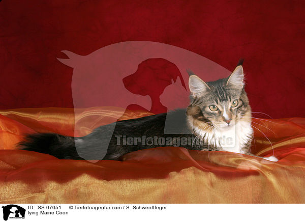 liegende Maine Coon / lying Maine Coon / SS-07051