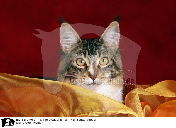 Maine Coon Portrait / Maine Coon Portrait / SS-07062