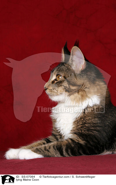 liegende Maine Coon / lying Maine Coon / SS-07064