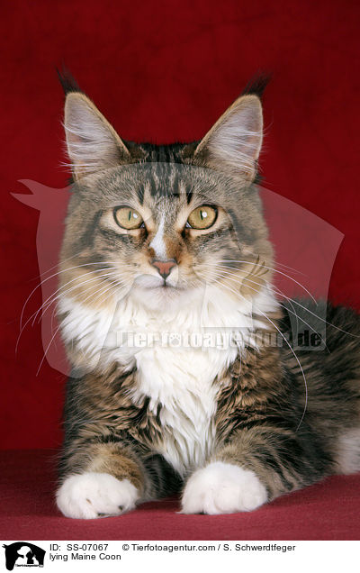 liegende Maine Coon / lying Maine Coon / SS-07067