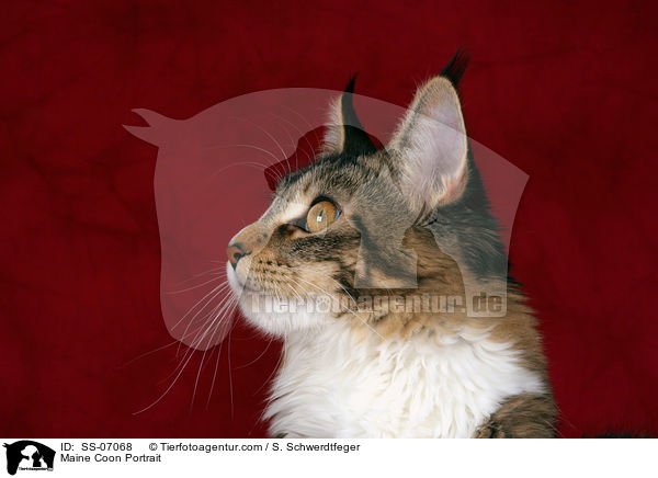 Maine Coon Portrait / Maine Coon Portrait / SS-07068