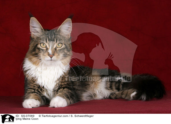 liegende Maine Coon / lying Maine Coon / SS-07069