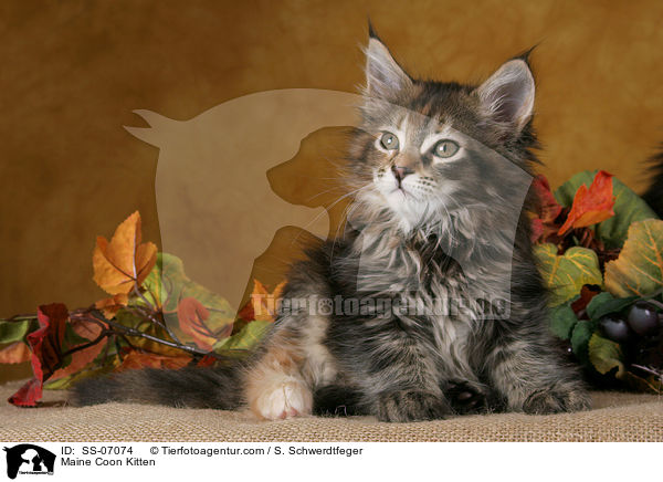 Maine Coon Kitten / SS-07074