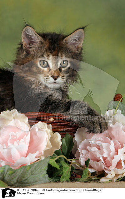 Maine Coon Ktzchen / Maine Coon Kitten / SS-07084
