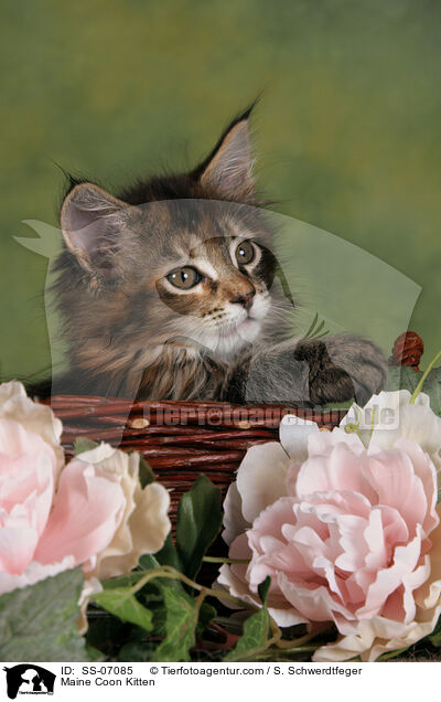 Maine Coon Ktzchen / Maine Coon Kitten / SS-07085