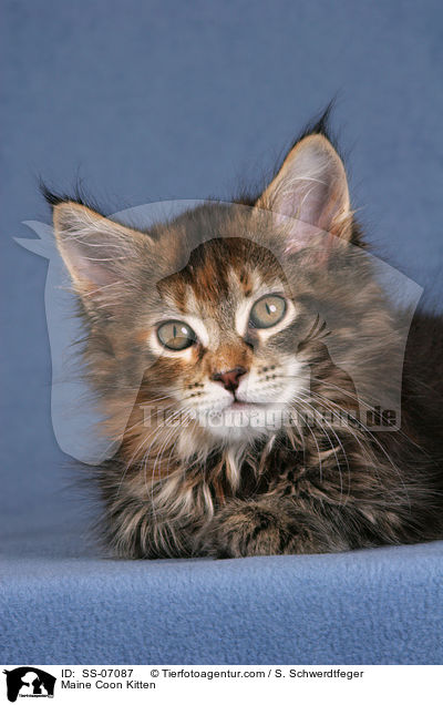 Maine Coon Ktzchen / Maine Coon Kitten / SS-07087