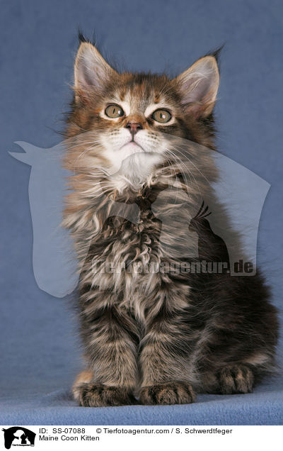 Maine Coon Ktzchen / Maine Coon Kitten / SS-07088