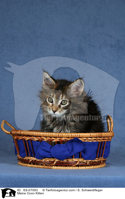 Maine Coon Ktzchen / Maine Coon Kitten / SS-07093