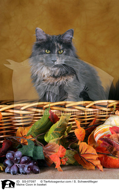 Maine Coon in Krbchen / Maine Coon in basket / SS-07097