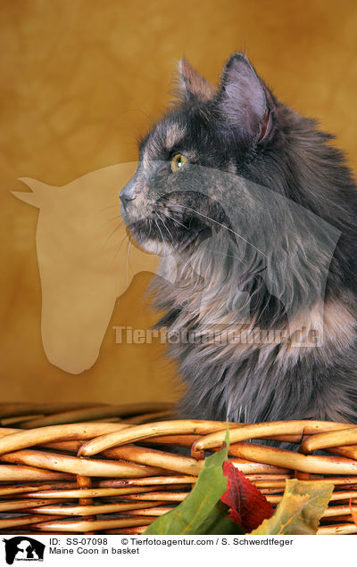 Maine Coon in Krbchen / Maine Coon in basket / SS-07098