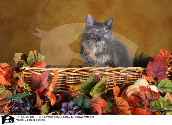 Maine Coon in Krbchen / Maine Coon in basket / SS-07100