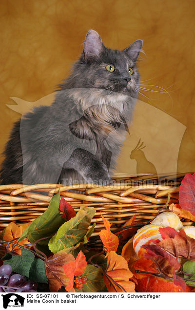 Maine Coon in Krbchen / Maine Coon in basket / SS-07101