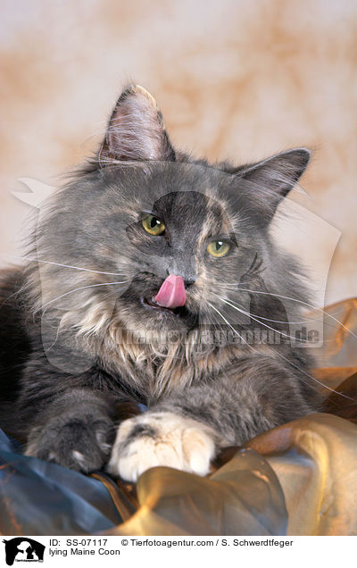liegende Maine Coon / lying Maine Coon / SS-07117