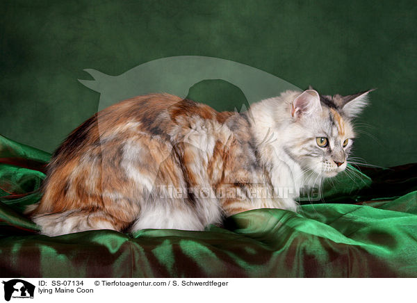 liegende Maine Coon / lying Maine Coon / SS-07134