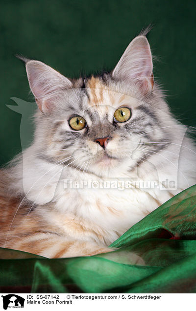 Maine Coon Portrait / Maine Coon Portrait / SS-07142