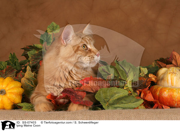liegende Maine Coon / lying Maine Coon / SS-07403