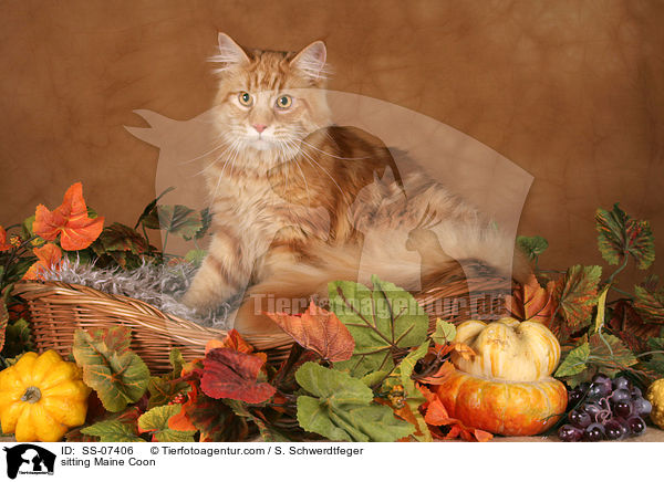 sitzende Maine Coon / sitting Maine Coon / SS-07406